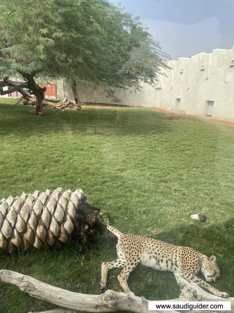 Riyadh Zoo Animals and Zones