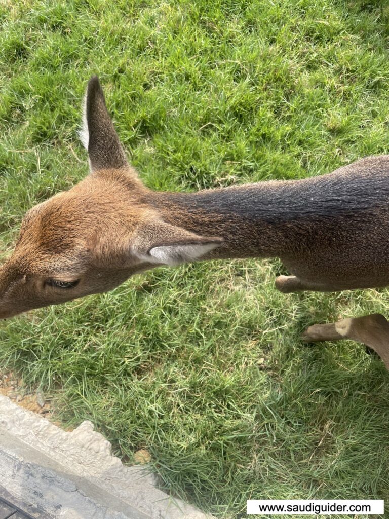 Riyadh Zoo Animals and Zones