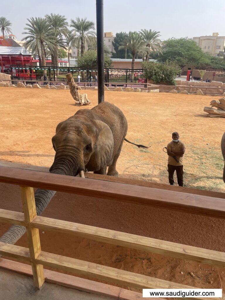 Feeding Animals Activity in Riyadh Zoo