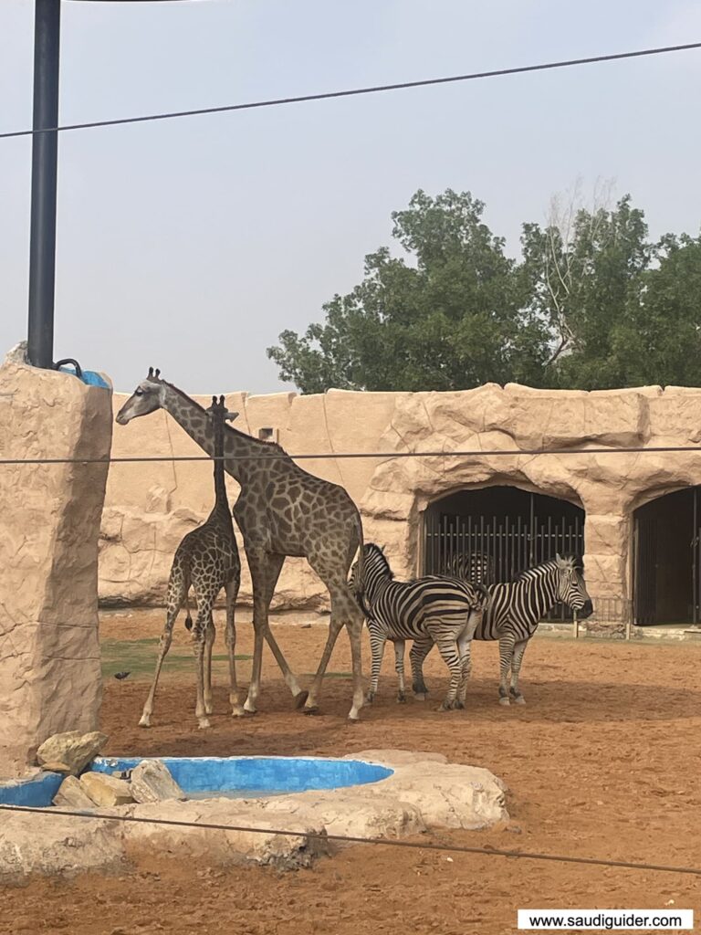 Riyadh Zoo Animals and Zones