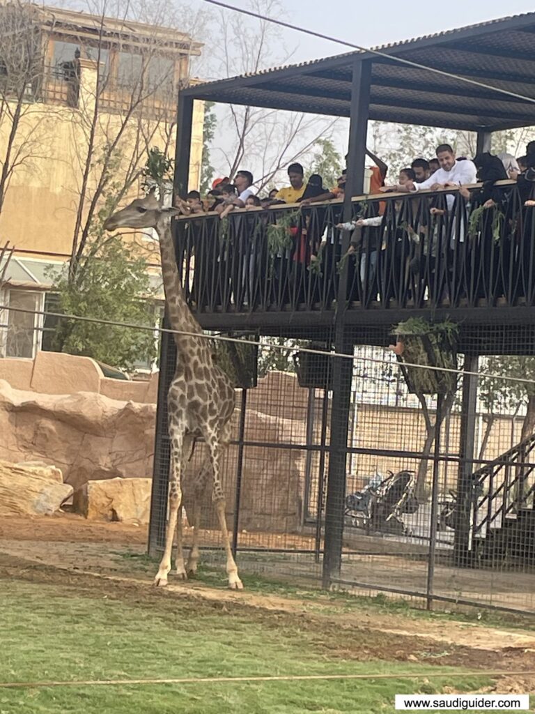 Feeding Animals Activity in Riyadh Zoo