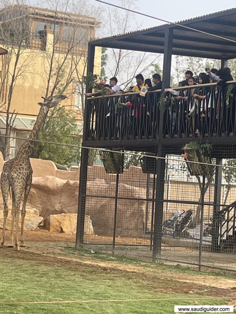 Feeding Animals Activity in Riyadh Zoo